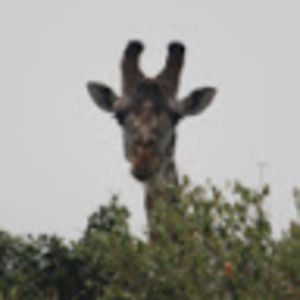 Meet your Posher, Risa